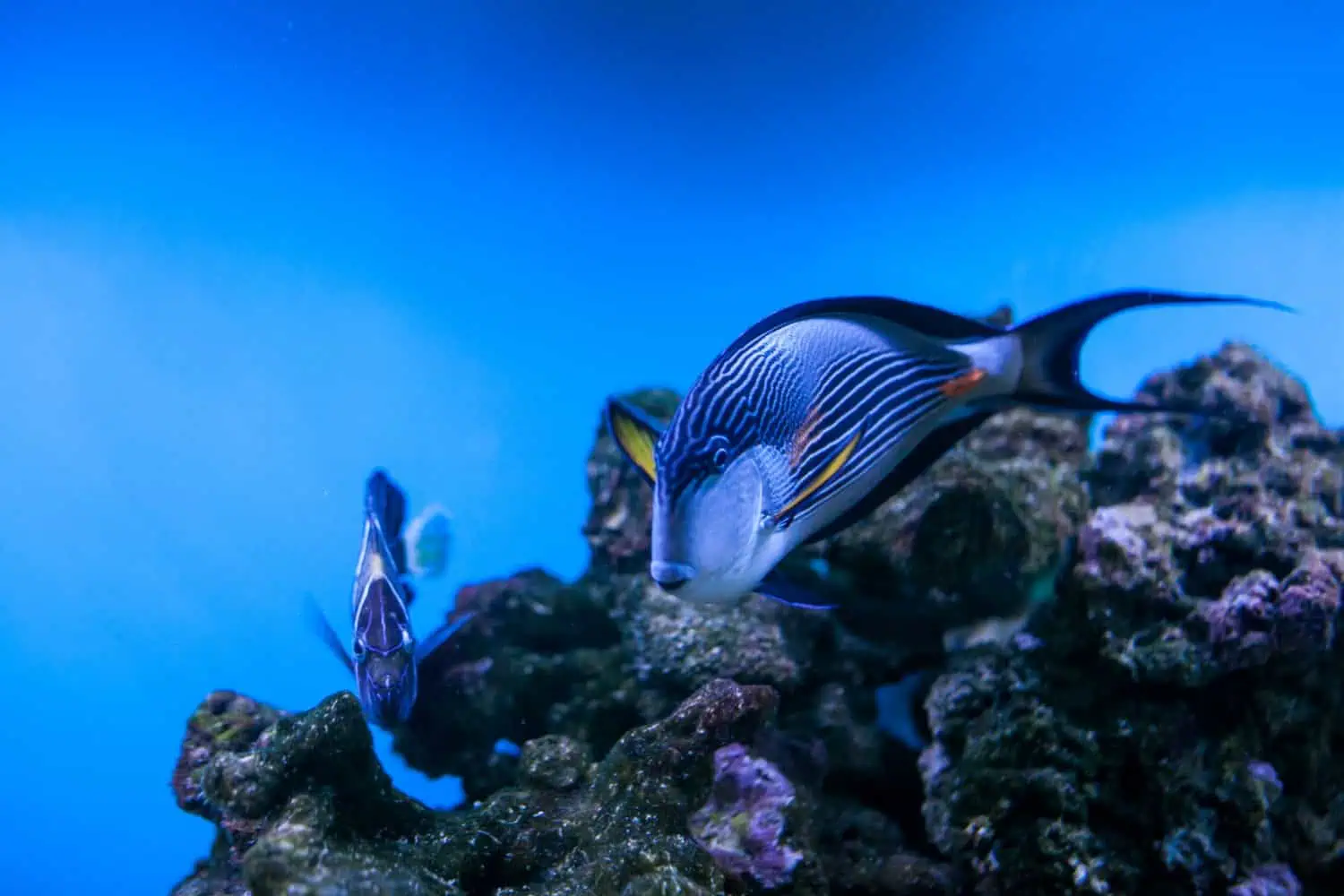 Freshwater vs Saltwater Aquarium: Key Differences