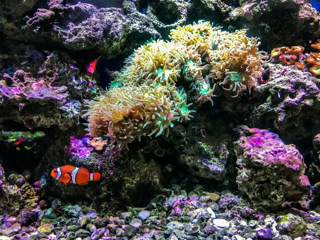 Reef Tank Setup Step by Step