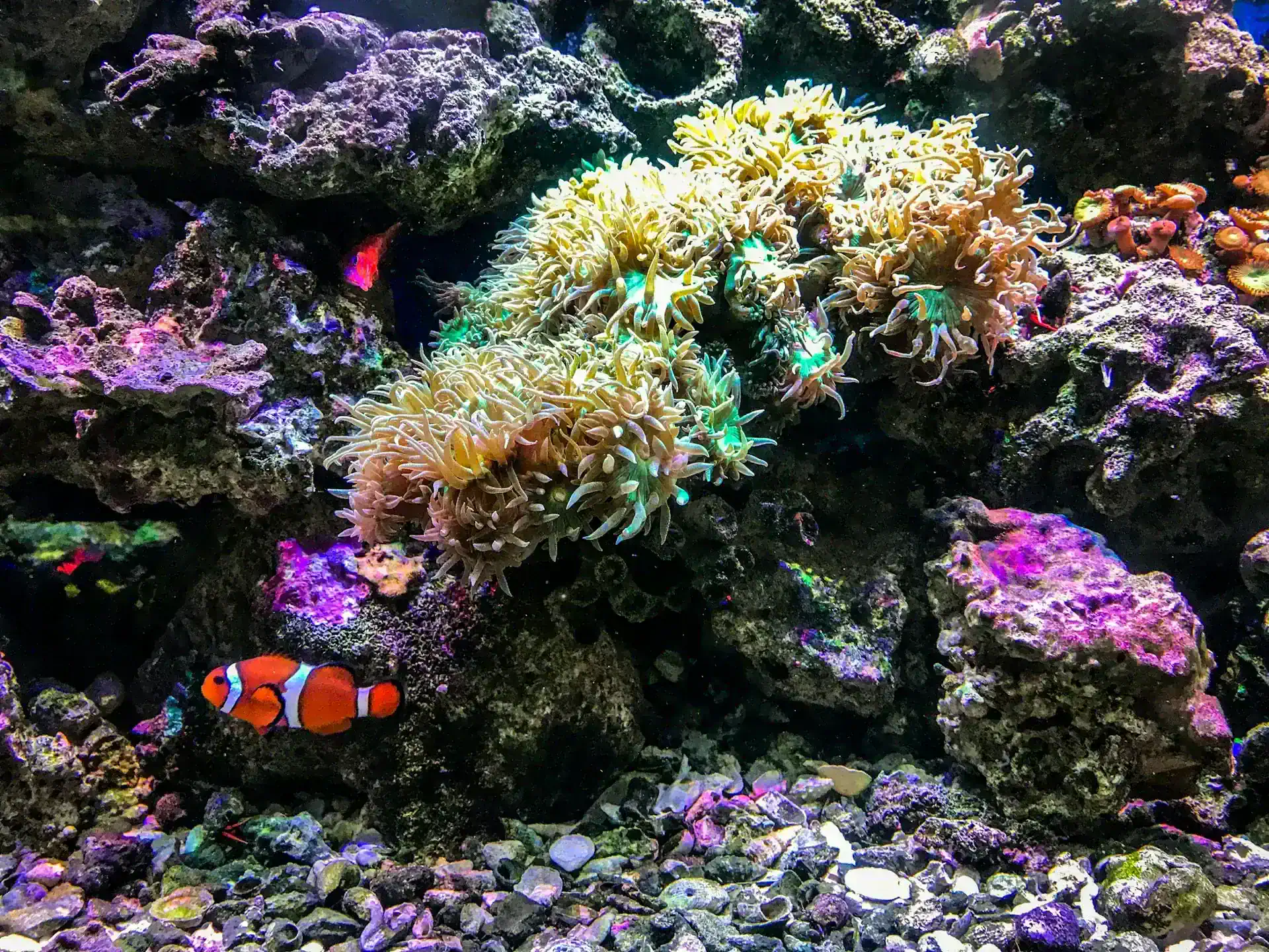 Reef Tank Setup Step by Step