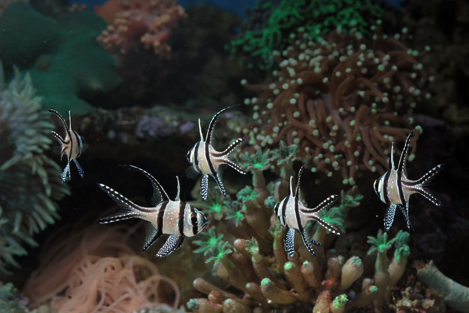 Reef-safe invertebrates in a saltwater aquarium