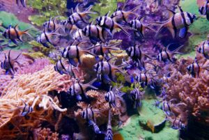 reef tank stability