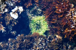 reef tank stability