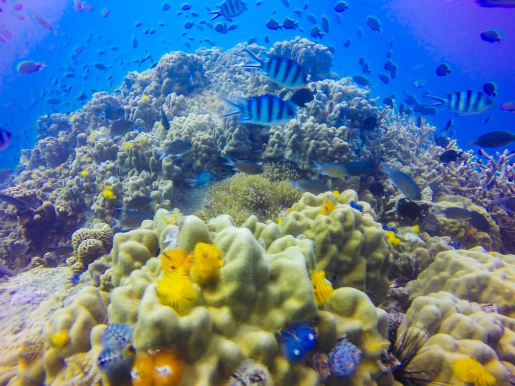 The Importance of Consistency in Reef Tank Stability