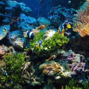Healthy reef tank maintenance with corals and fish