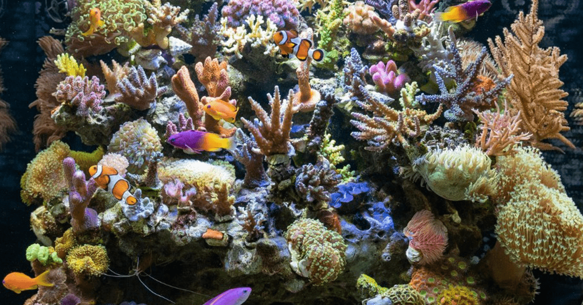 Healthy reef tank maintenance with corals and fish