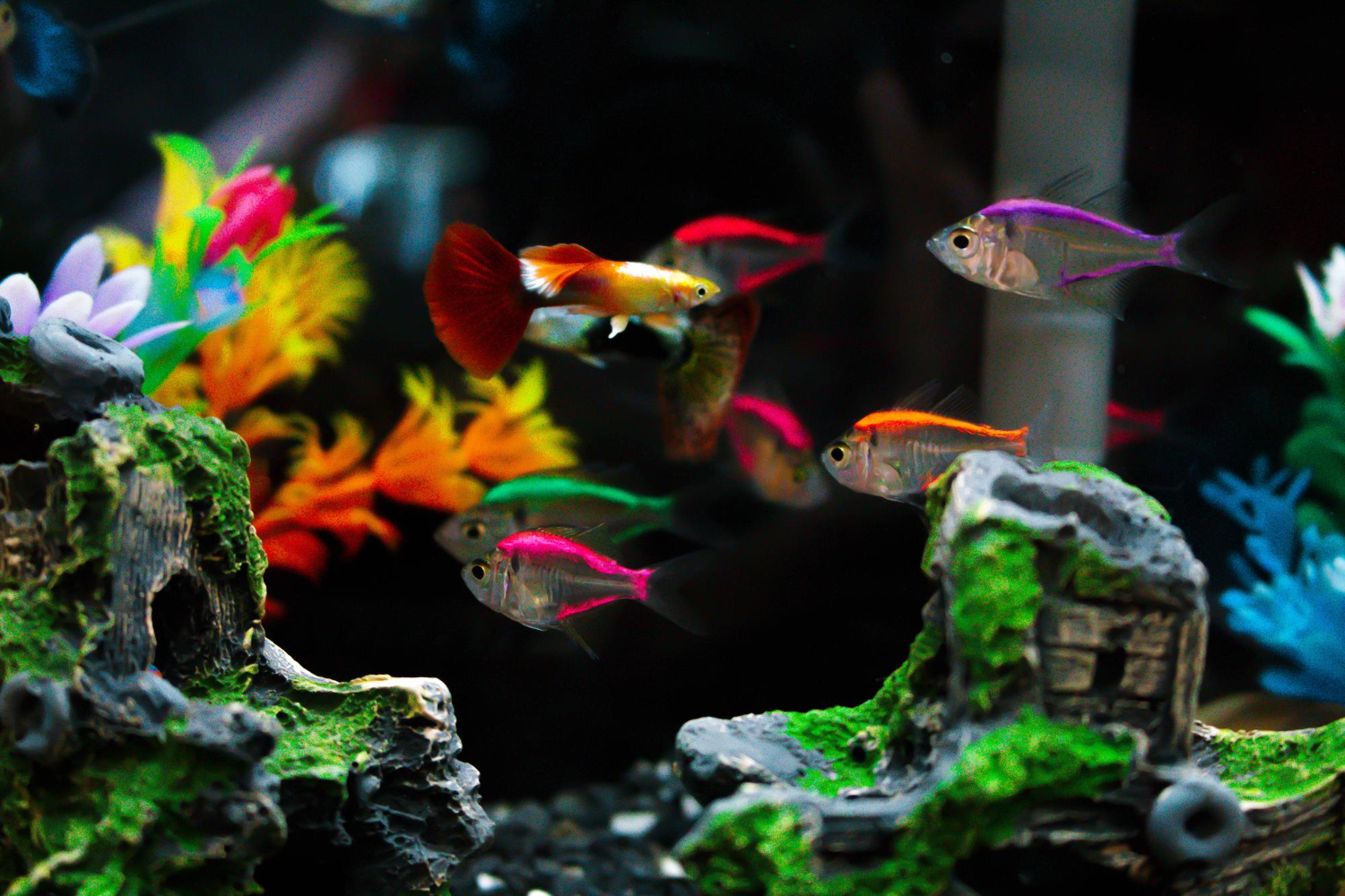 aquarium maintenance app