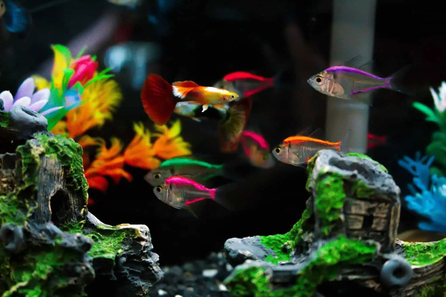 aquarium maintenance app
