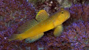 Yellow Watchman Goby