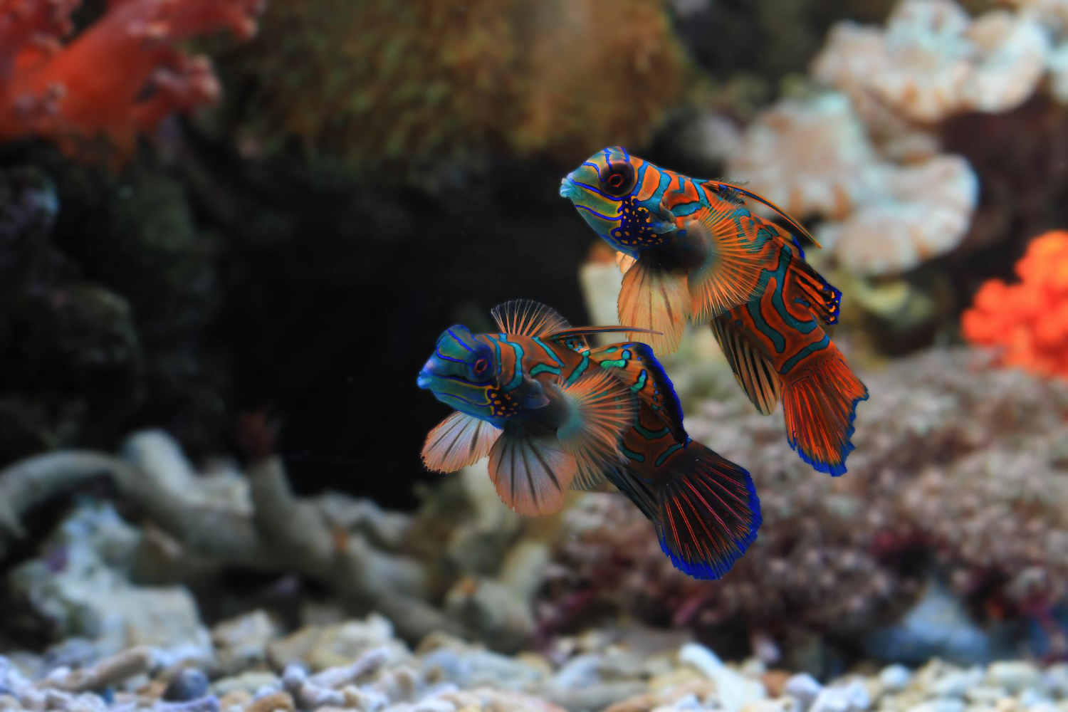 Best saltwater fishes for aquariums
