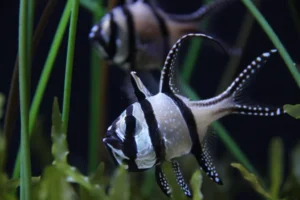 Banggai Cardinalfish