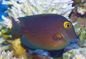 Kole Tang Reef Safe Fish For your Reef Tank
