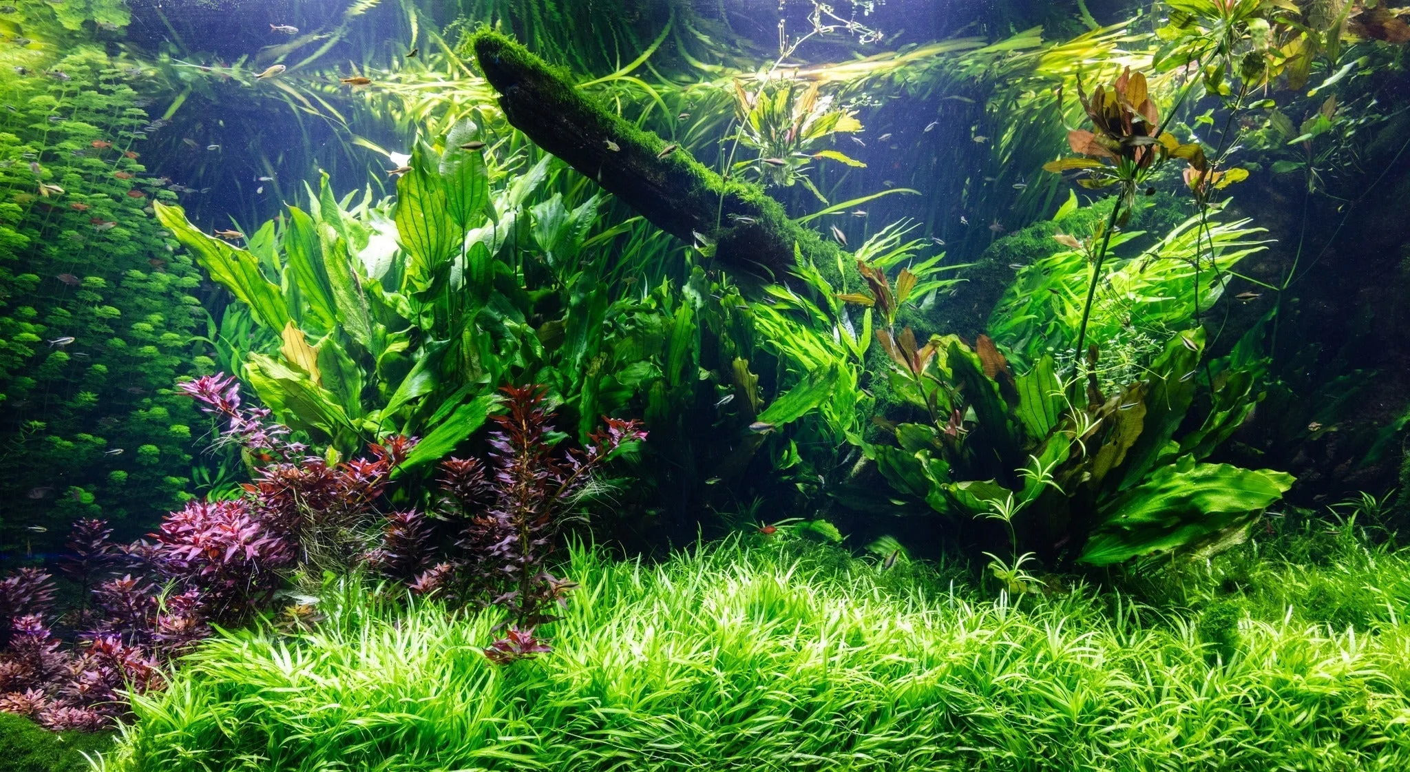 Best Freshwater Plants for Aquarium