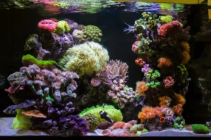 Saltwater fish tank guide