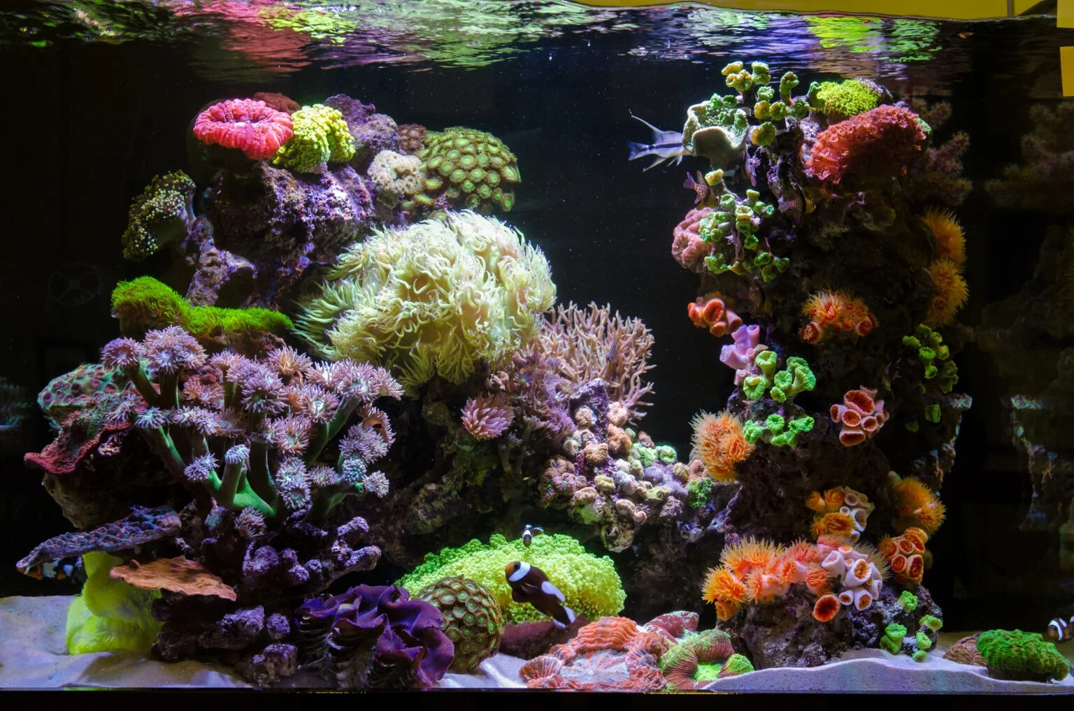 Saltwater fish tank guide