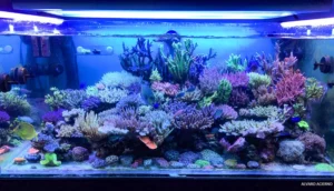 Saltwater fish tank guide and setup process
