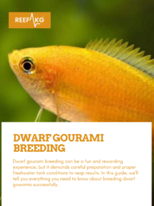Dwarf Gourami Breeding
