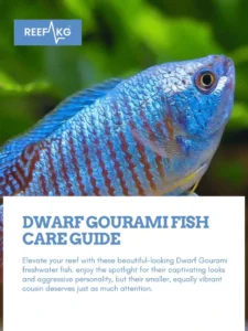 Dwarf Gourami Fish Care Guide