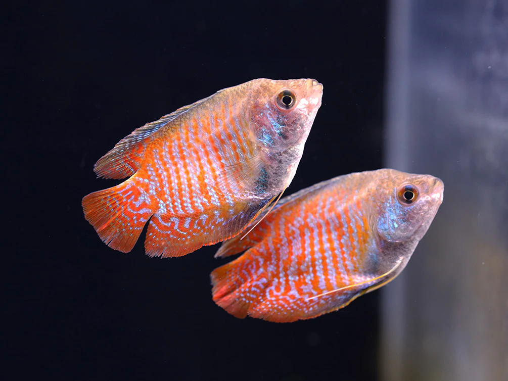Dwarf Gourami Breeding