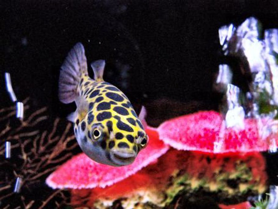 Green Spotted Puffer - A guide on fahaka pufferfish by reef KG