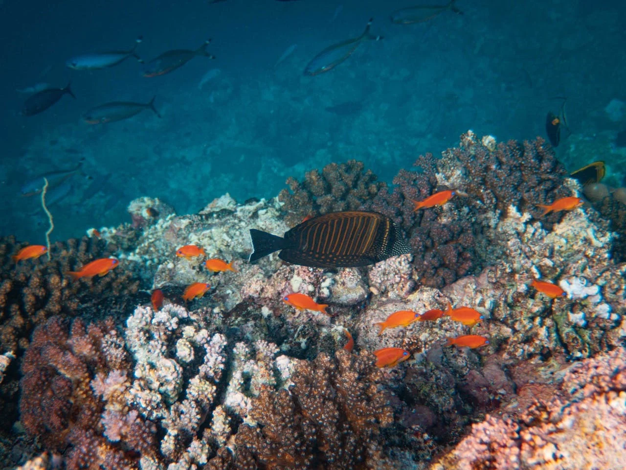 Coral reef creatures