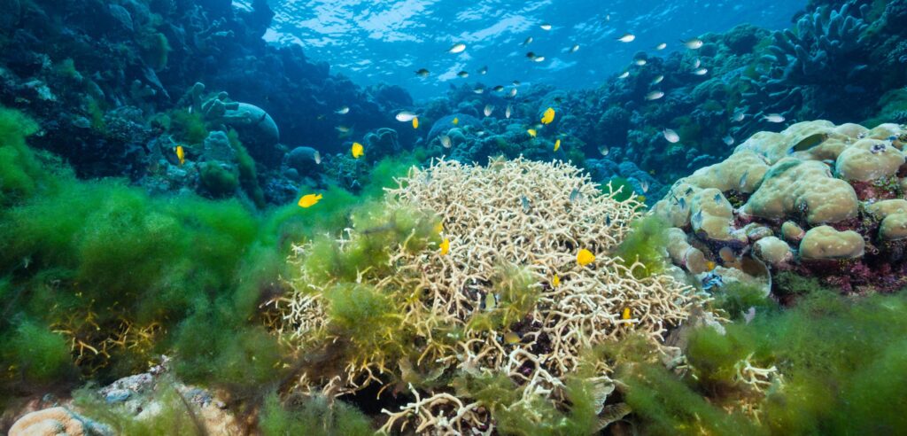 How to get rid of algae in your reef tanks