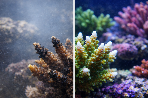 HealthySPScoralinastablereeftank 