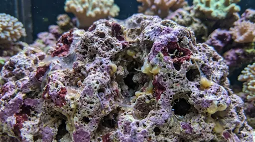 Close-up of porous live rock surface hosting beneficial bacteria colonies in a reef aquarium