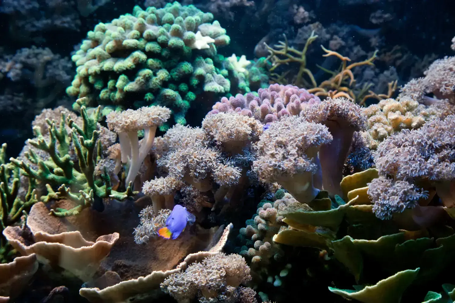 Live rock covered in coralline algae inside a reef aquarium
