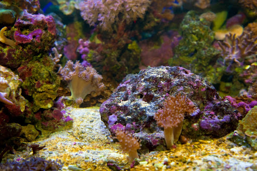 A vibrant SPS coral reef tank showing healthy growth and high magnesium levels