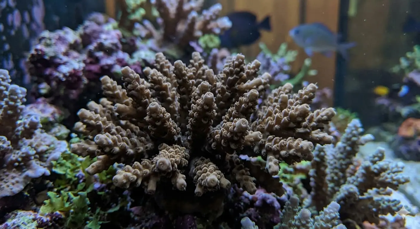 Close-up of an SPS coral turning brown in a reef tank due to high nutrient levels and zooxanthellae overgrowth.