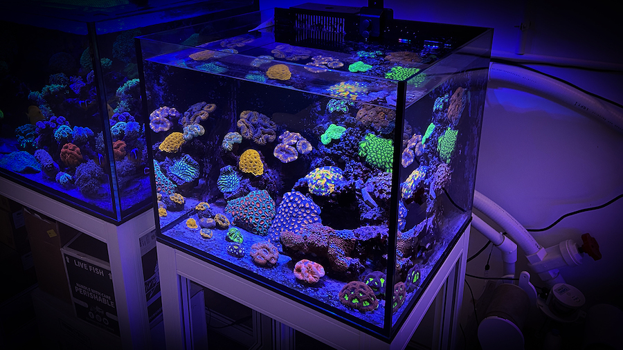 nano reef tank set up