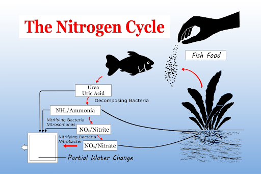 nitrogen cycle