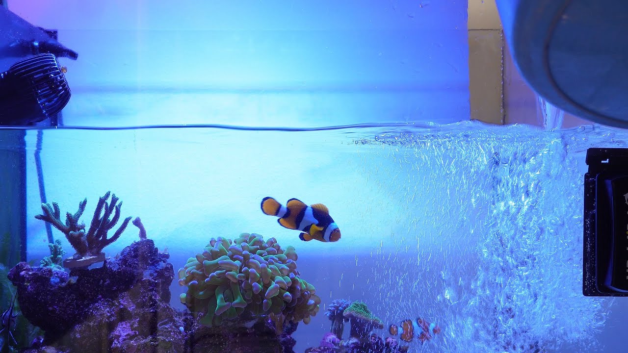 remote reef monitoring