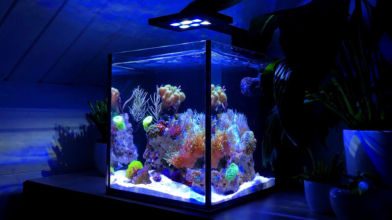 Automated Reef Tank Systems